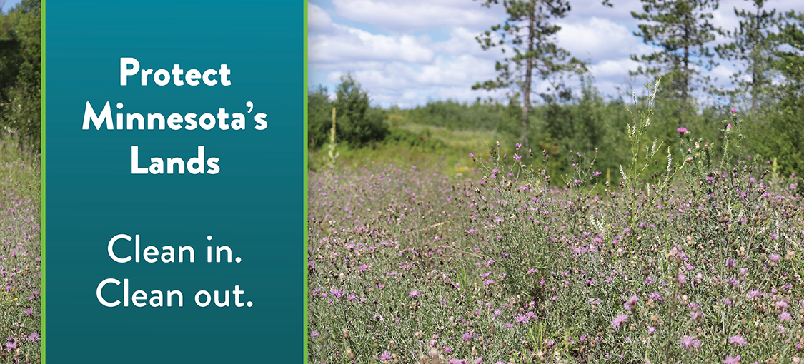 Invasive Species in Minnesota | Maple Plain, MN