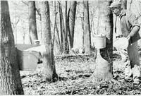 black and white picture of a man surrounded by trees