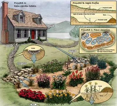 Rain garden example