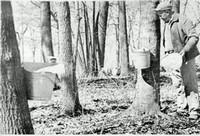 black and white picture of a man surrounded by trees