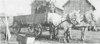 black and white photo of two horses pulling a cart in downtown Maple Plain
