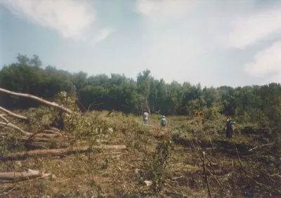 Forest with felled trees