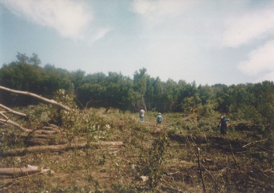 Forest with felled trees